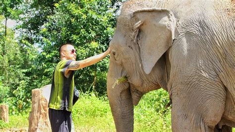 elephant village sanctuary chiang mai|Elephant Village Sanctuary (half.